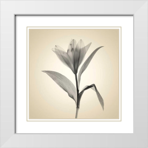 Maples White Modern Wood Framed Art Print with Double Matting by Stalus, Judy