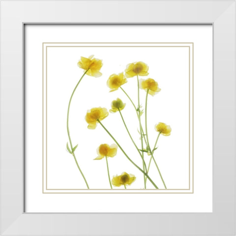 Buttercup White Modern Wood Framed Art Print with Double Matting by Stalus, Judy