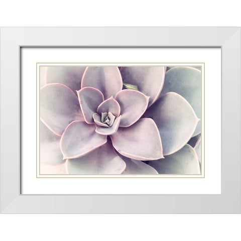 Purple Succulent  White Modern Wood Framed Art Print with Double Matting by Stalus, Judy