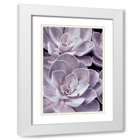 Violet Succulents  White Modern Wood Framed Art Print with Double Matting by Stalus, Judy
