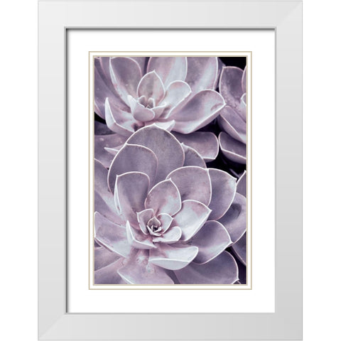 Violet Succulents  White Modern Wood Framed Art Print with Double Matting by Stalus, Judy