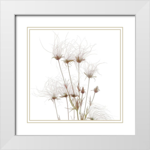 Geum Seed HeadsÂ  White Modern Wood Framed Art Print with Double Matting by Stalus, Judy