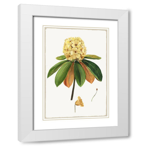 New Botana III White Modern Wood Framed Art Print with Double Matting by Jensen, Asia