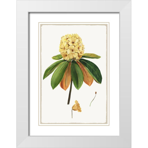 New Botana III White Modern Wood Framed Art Print with Double Matting by Jensen, Asia