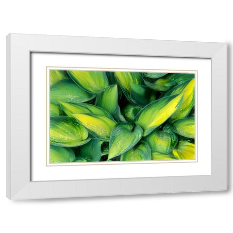 Varigated Plantain Lily  White Modern Wood Framed Art Print with Double Matting by Kearney, Franklin J.