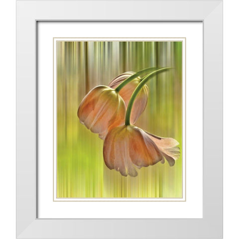 Tulip Free Fall White Modern Wood Framed Art Print with Double Matting by Von Knobloch, Karen