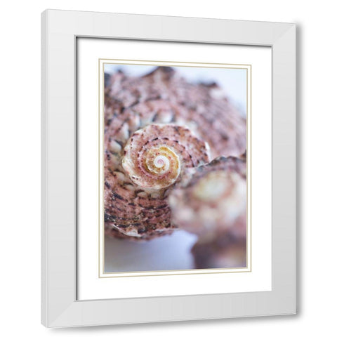 Purple Conch II White Modern Wood Framed Art Print with Double Matting by Millet, Karyn