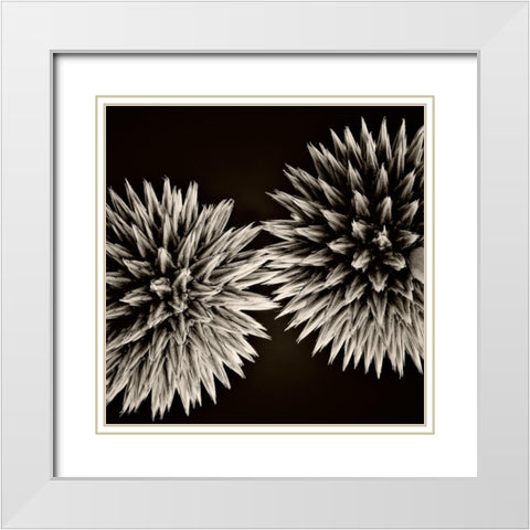 Globe Thistles White Modern Wood Framed Art Print with Double Matting by Campbell, Dawn