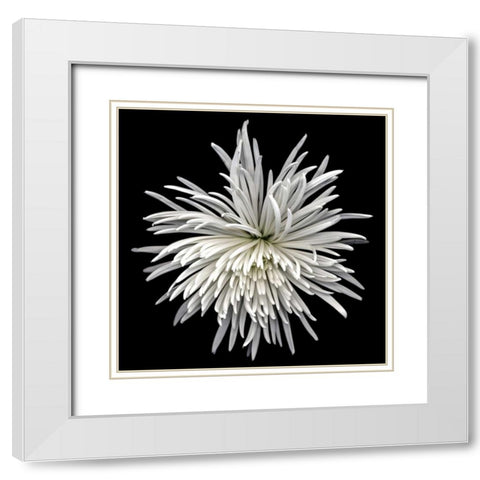 Mauimum White Modern Wood Framed Art Print with Double Matting by Le Blanc, Dawn