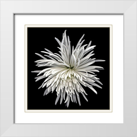 Mauimum White Modern Wood Framed Art Print with Double Matting by Le Blanc, Dawn