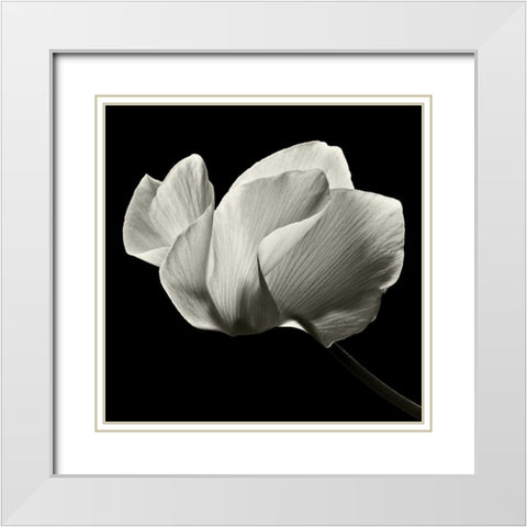 Numen White Modern Wood Framed Art Print with Double Matting by Le Blanc, Dawn