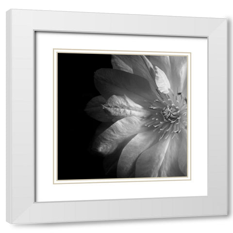Clematis White Modern Wood Framed Art Print with Double Matting by Le Blanc, Dawn