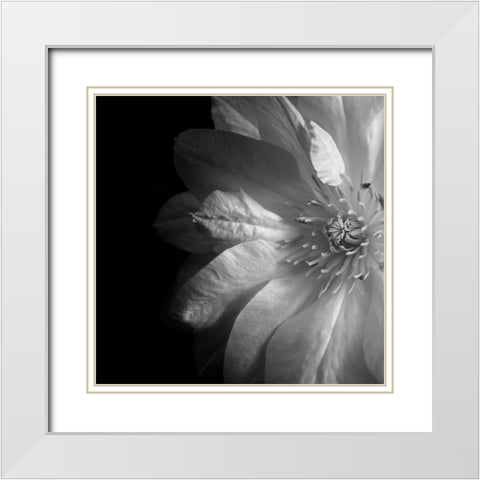 Clematis White Modern Wood Framed Art Print with Double Matting by Le Blanc, Dawn