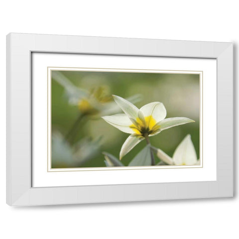 Dreaming Turkinstan Tulips White Modern Wood Framed Art Print with Double Matting by Robertson, Leda