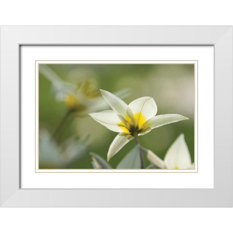 Dreaming Turkinstan Tulips White Modern Wood Framed Art Print with Double Matting by Robertson, Leda