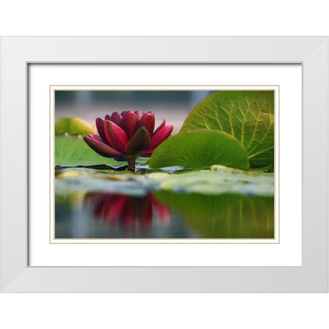 Lily Reflections II White Modern Wood Framed Art Print with Double Matting by Robertson, Leda