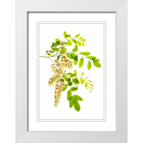 Honey Locusts I White Modern Wood Framed Art Print with Double Matting by Robertson, Leda