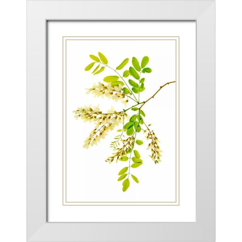 Honey Locusts II White Modern Wood Framed Art Print with Double Matting by Robertson, Leda