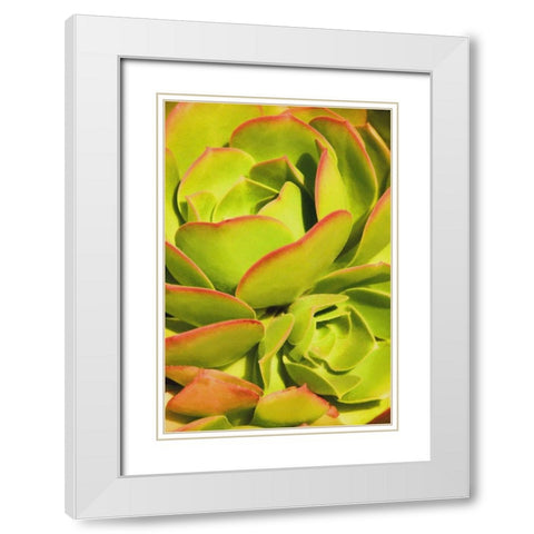 Sweet Succulents I White Modern Wood Framed Art Print with Double Matting by Robertson, Leda