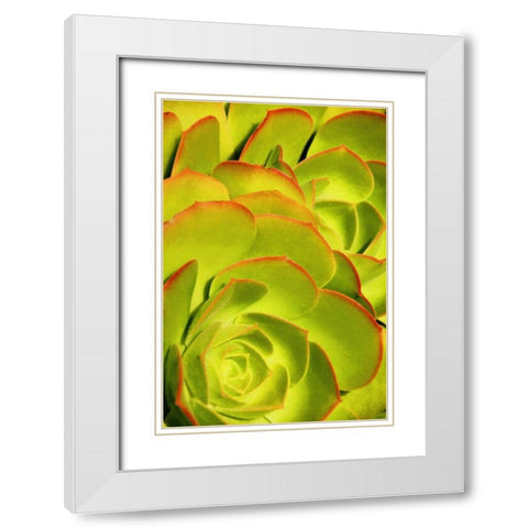 Sweet Succulents II White Modern Wood Framed Art Print with Double Matting by Robertson, Leda