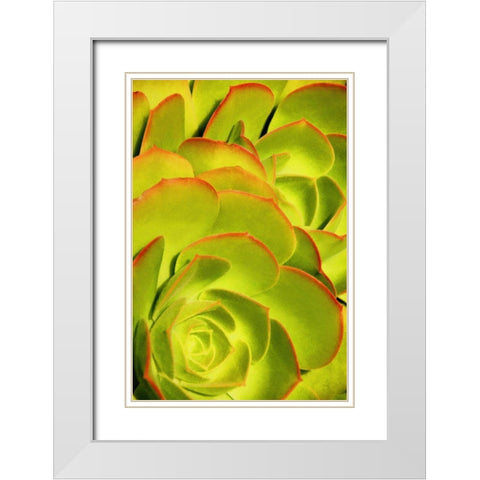 Sweet Succulents II White Modern Wood Framed Art Print with Double Matting by Robertson, Leda
