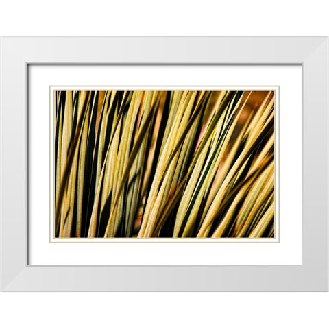 Desert Grasses II White Modern Wood Framed Art Print with Double Matting by Robertson, Leda