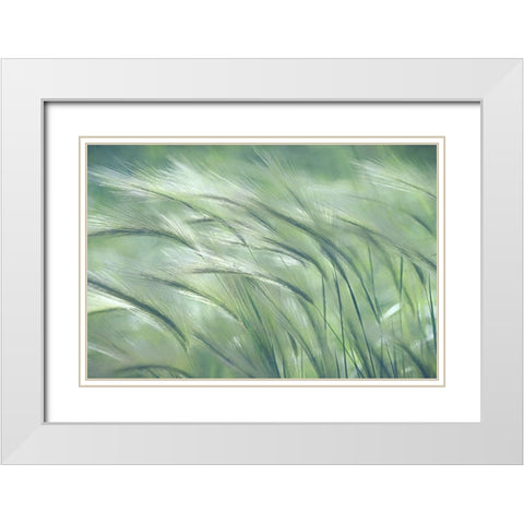 Gentle Dreams  White Modern Wood Framed Art Print with Double Matting by Robertson, Leda