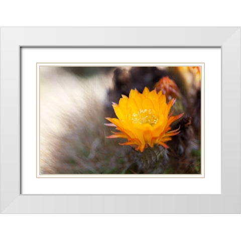 Wild Flowers I White Modern Wood Framed Art Print with Double Matting by Mourier, Lily