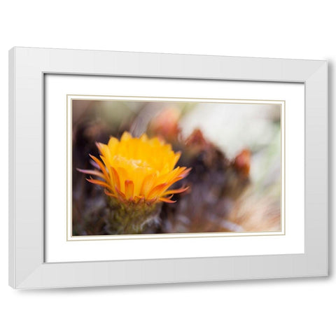 Wild Flowers II White Modern Wood Framed Art Print with Double Matting by Mourier, Lily