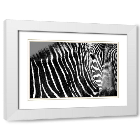 Curiosity White Modern Wood Framed Art Print with Double Matting by Drummond, Max