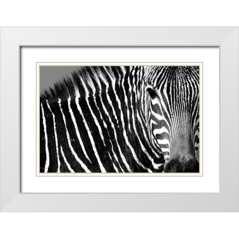 Curiosity White Modern Wood Framed Art Print with Double Matting by Drummond, Max