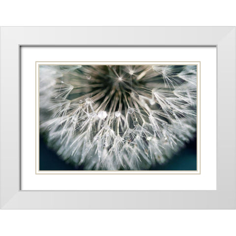 Dandelion Wishes White Modern Wood Framed Art Print with Double Matting by Miller, Irene