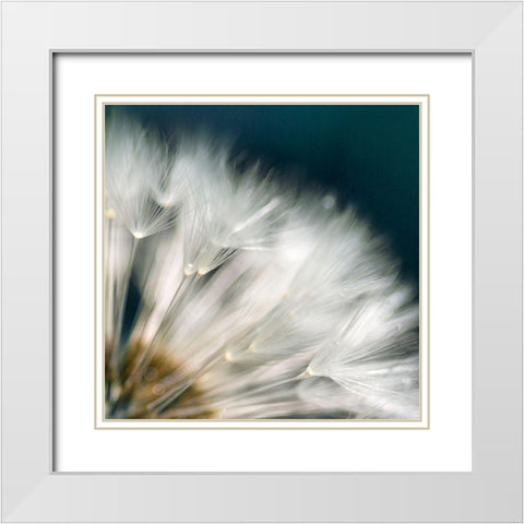 Dandelion Dreams II White Modern Wood Framed Art Print with Double Matting by Miller, Irene