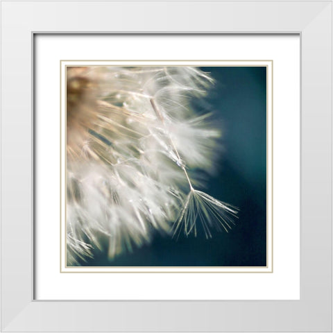 Dandelion Dreams III White Modern Wood Framed Art Print with Double Matting by Miller, Irene