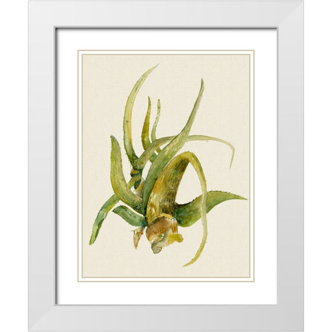 Aloe Vera II White Modern Wood Framed Art Print with Double Matting by Woods, Maya