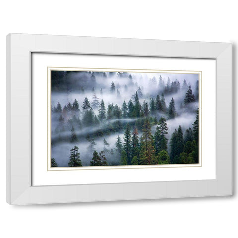Fog swirling through trees White Modern Wood Framed Art Print with Double Matting by Frates, Nicki