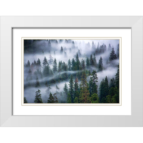 Fog swirling through trees White Modern Wood Framed Art Print with Double Matting by Frates, Nicki