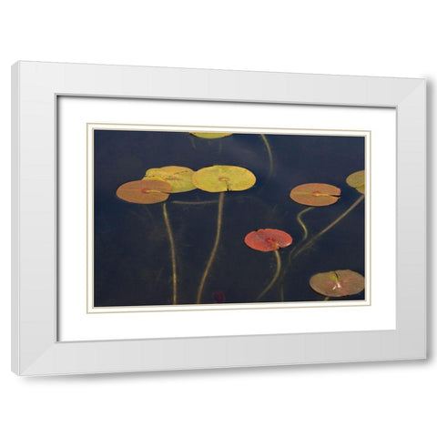 Lilypad II White Modern Wood Framed Art Print with Double Matting by Stelfox, Norm