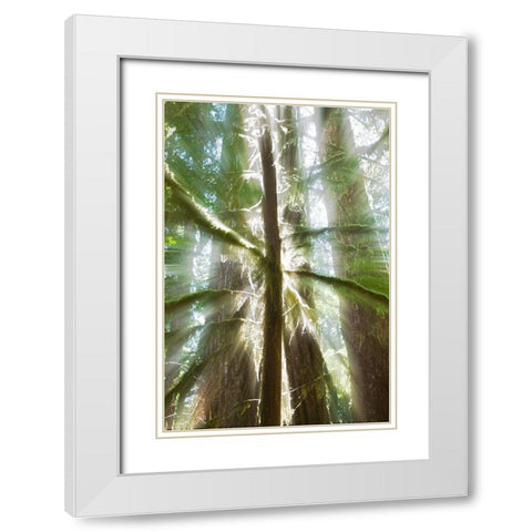 Trees Bathed in Light I White Modern Wood Framed Art Print with Double Matting by Stelfox, Norm