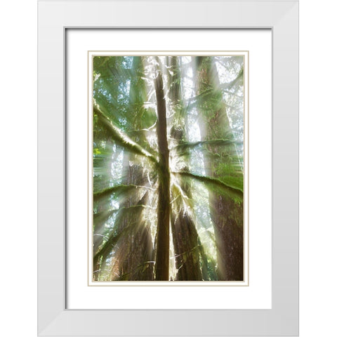 Trees Bathed in Light I White Modern Wood Framed Art Print with Double Matting by Stelfox, Norm