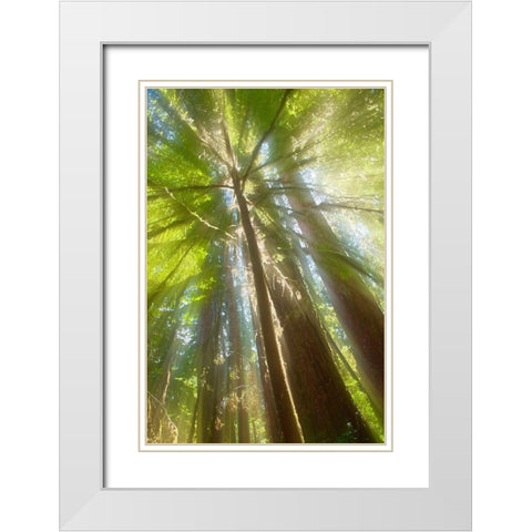 Trees Bathed in Light II White Modern Wood Framed Art Print with Double Matting by Stelfox, Norm