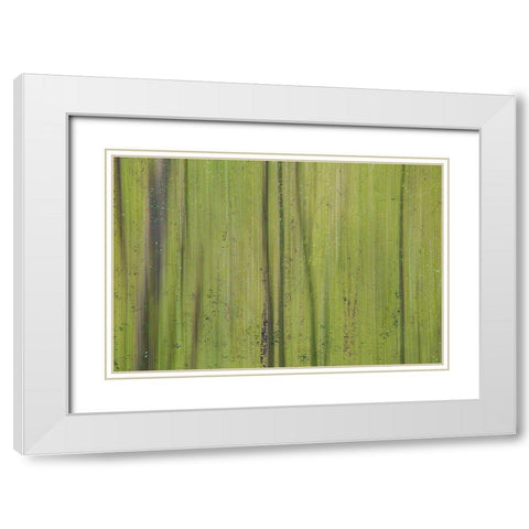 Green III White Modern Wood Framed Art Print with Double Matting by Stelfox, Norm