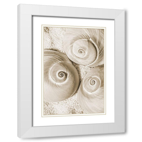 seashell II White Modern Wood Framed Art Print with Double Matting by Stelfox, Norm