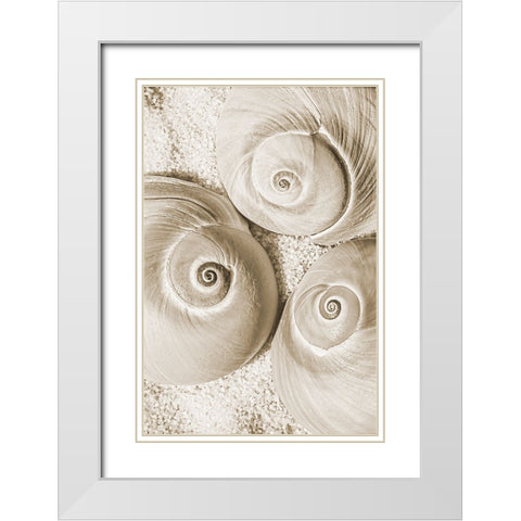 seashell II White Modern Wood Framed Art Print with Double Matting by Stelfox, Norm