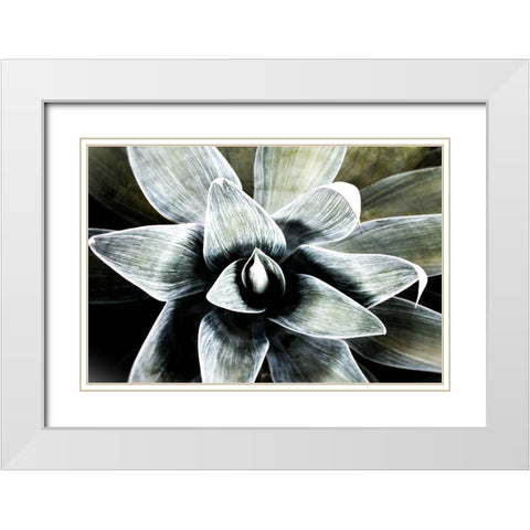 California Succulent White Modern Wood Framed Art Print with Double Matting by Orlov, Irena