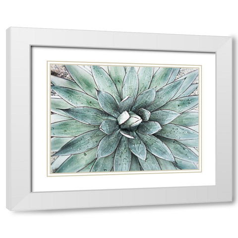 Stunning Agave I White Modern Wood Framed Art Print with Double Matting by Orlov, Irena