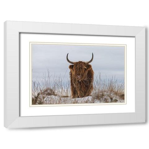 Highlander in Snow White Modern Wood Framed Art Print with Double Matting by Den, Van