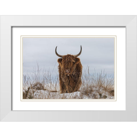 Highlander in Snow White Modern Wood Framed Art Print with Double Matting by Den, Van