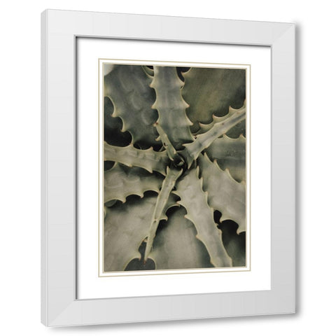 Studio III - Aloe 002  White Modern Wood Framed Art Print with Double Matting by Studio III