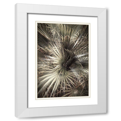 Studio III - Palmblad 006 White Modern Wood Framed Art Print with Double Matting by Studio III